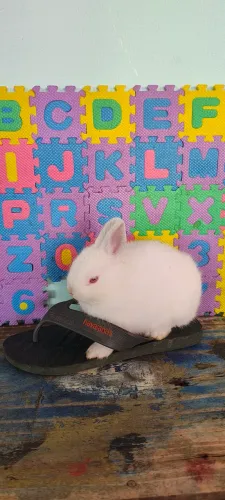 Coelho anão Netherland Dwarf 
