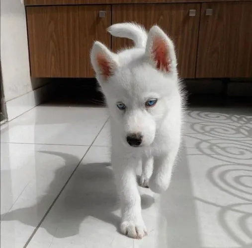 Husky siberiano A escolha perfeita para presentear quem você ama