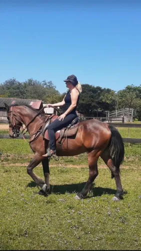Cavalo Manga Larga Marchador do Porto Palmeira 