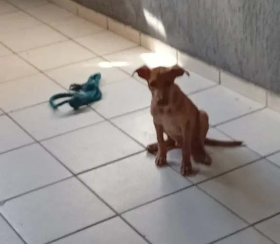 Doação cachorro adoção