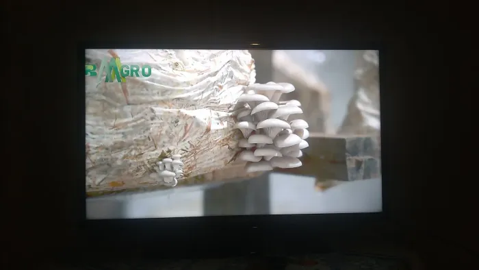 Televisão Samsung 32, excelente estado.