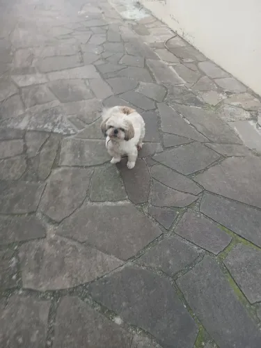 Vendo shitzu fêmea