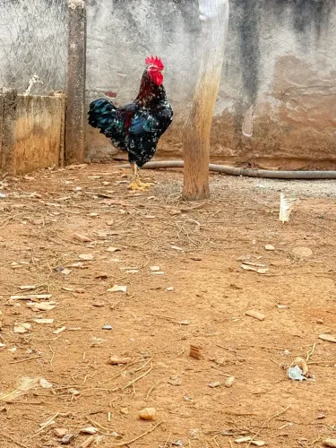 Filhotes de galinha balão (GSB)