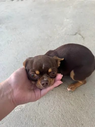 CHIHUAHUA MACHO