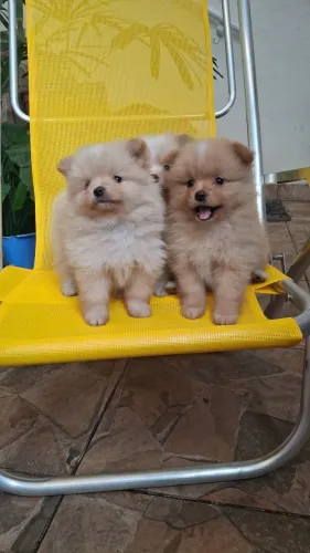 Filhotes de LULU Pomerania ursinhos bebês pronto para receber um lar