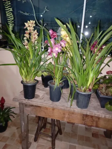 Plantas e sementes