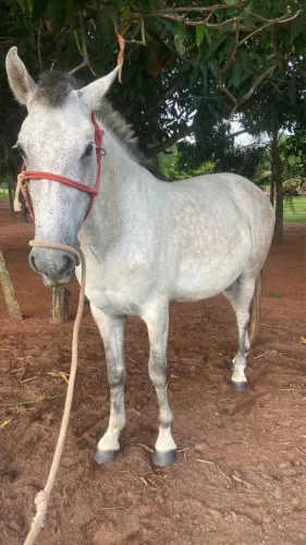 Vendo cavalo de arreio 