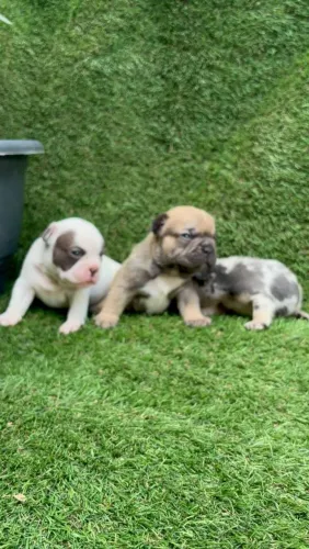 Filhote de Bulldog francês