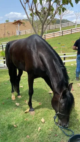 Cavalo registrado 