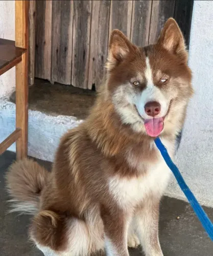 Vendo | Husky siberiano | Macho 