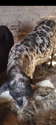 Um carneiro CHITADO.