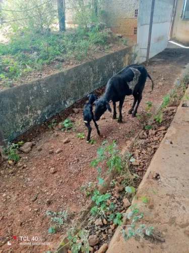 Ovelha parida