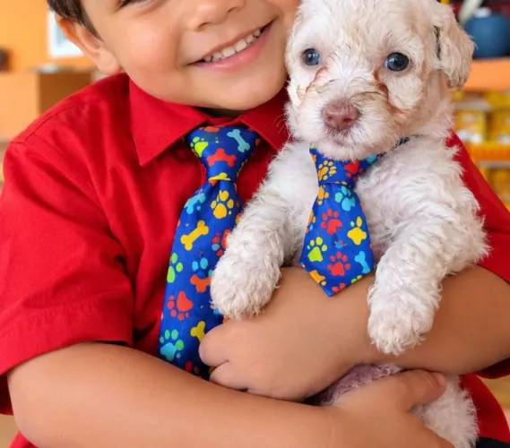 POODLE TOY: VERMIFUGADO