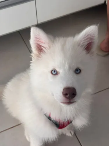Husky Siberiano