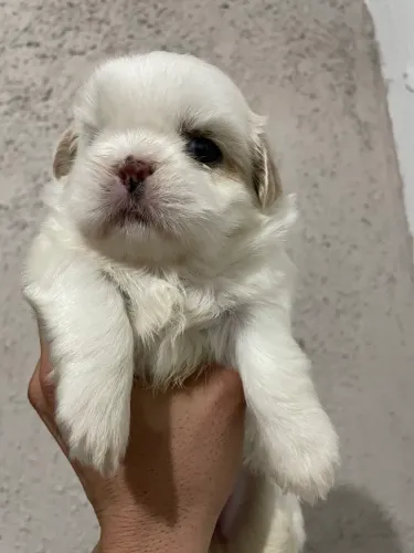 Shih tzu fêmea 