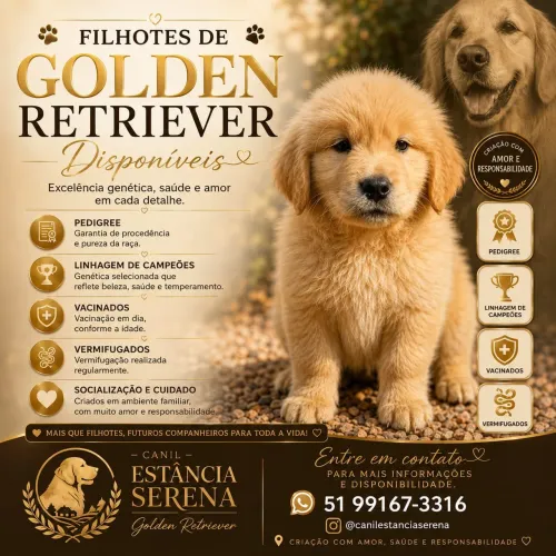 Golden Retriever com pedigree
