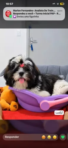 Vendo. Filhote de shih tzu fêmea 