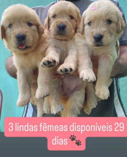 Golden Retriever filhotes