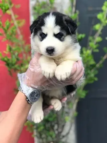 Husky Siberiano- Macho preto e branco com 62 dias, entrega ou retirada-Daniela