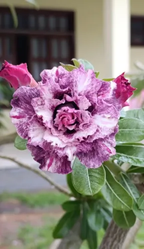 Rosa do deserto