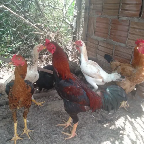 Galo Mura