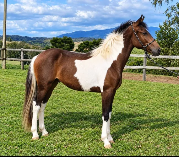 Cavalo Pampa Mangalarga Marchador 