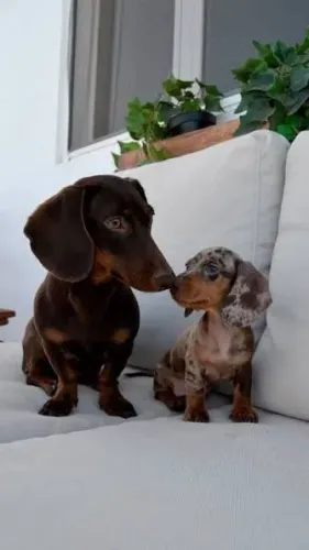 Basser dashchund filhotes 