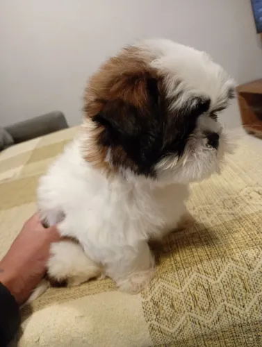 Filhote Shi Tzu 