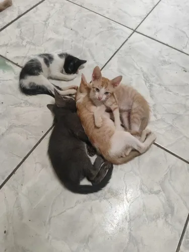 gatinhos para doação