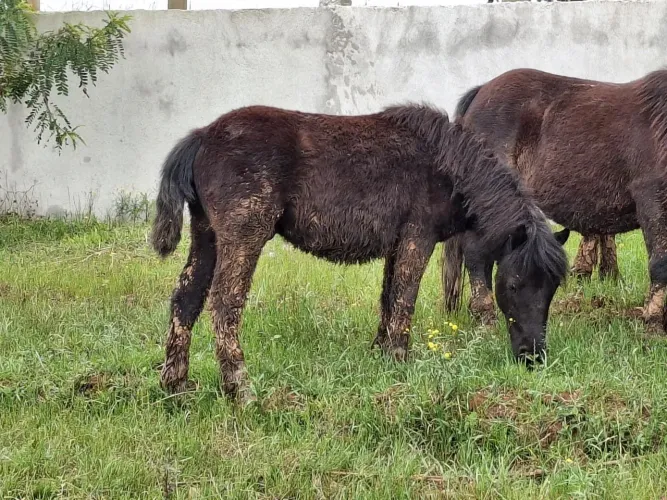 Ponei macho 2 anos
