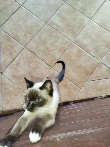 Adoção Responsável 