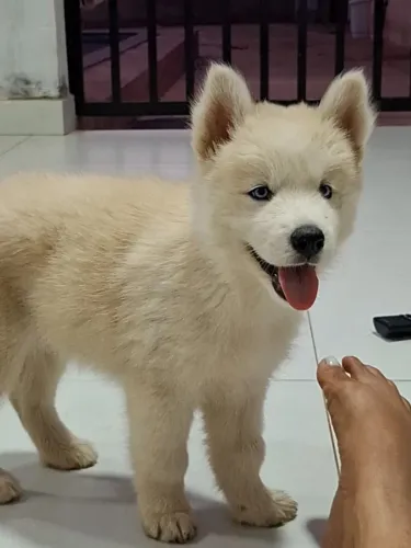 Filhote de Husky Siberiano