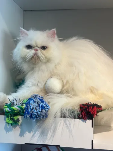Gata persa com 9 meses para companhia 