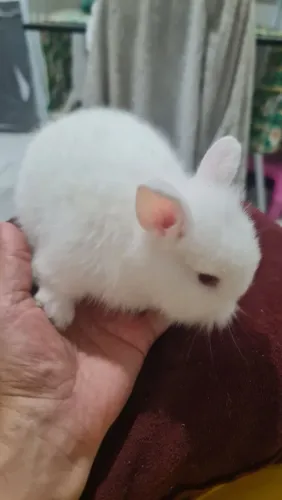 Mini Lion