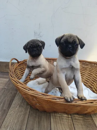 Pug