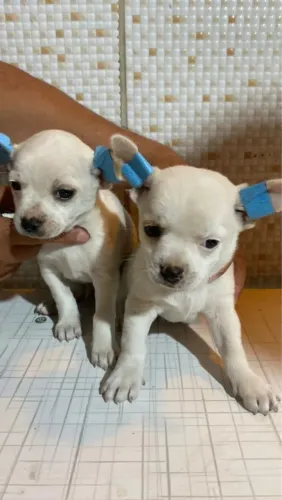 pinscher x chihuahua brancos