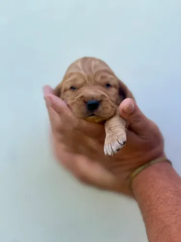 Filhotes de cocker spaniel inglês 