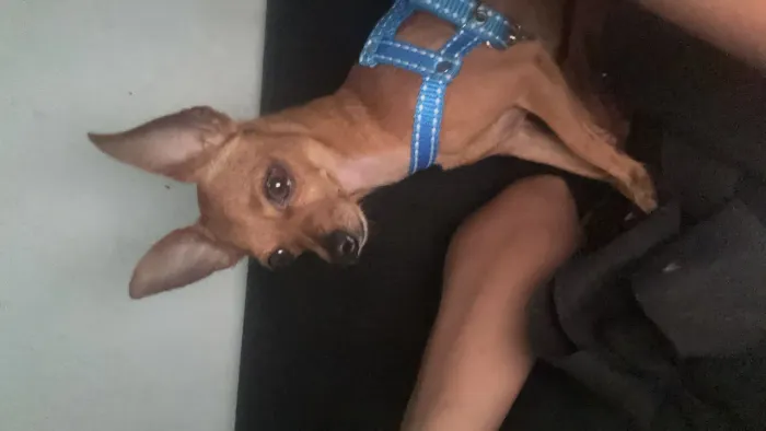 Cachorro número 1 disponível para cruzar