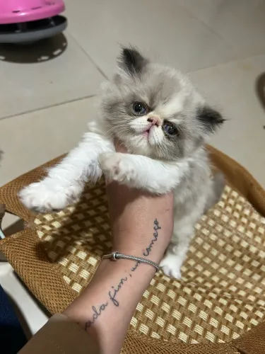 Vendo gato persa 