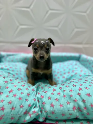 Pinscher fêmea minizinha