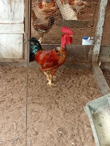 Galo caipira 
