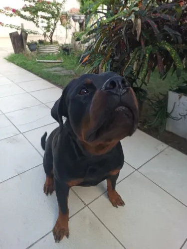 Rottweiler - Padrão Europeu