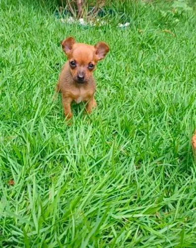 Fêmea de Pinscher 0