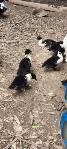 Filhotes de Pato Muscovy