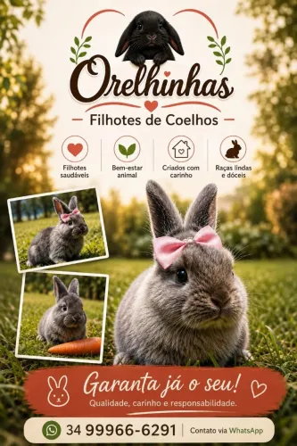 Filhotes de Coelho - Últimas Unidades!