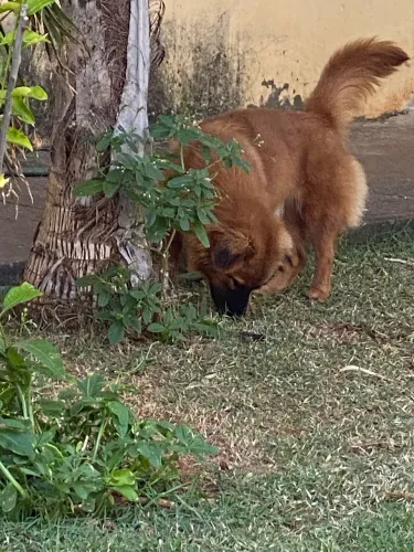 Adoção/ Doação de Fêmea de Chow Chow Misto. Cerca de um ano de idade