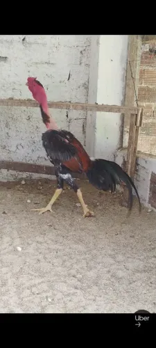Frango polaco