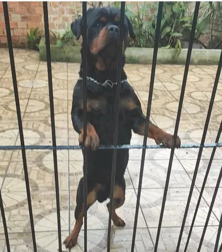 FILHOTES DE ROTTWEILER