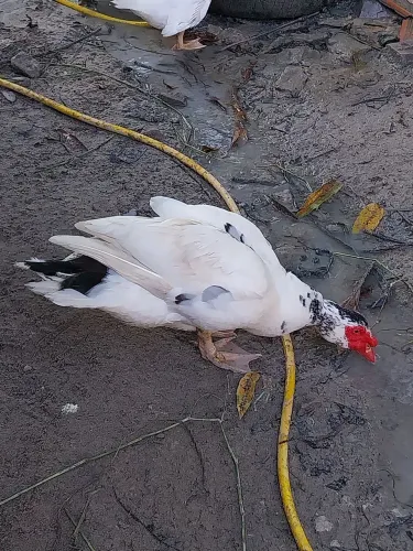 Pato