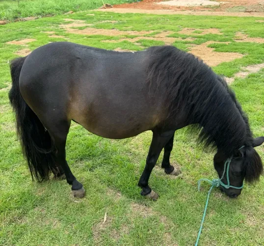 VENDO MINI PONEI FÊMEA